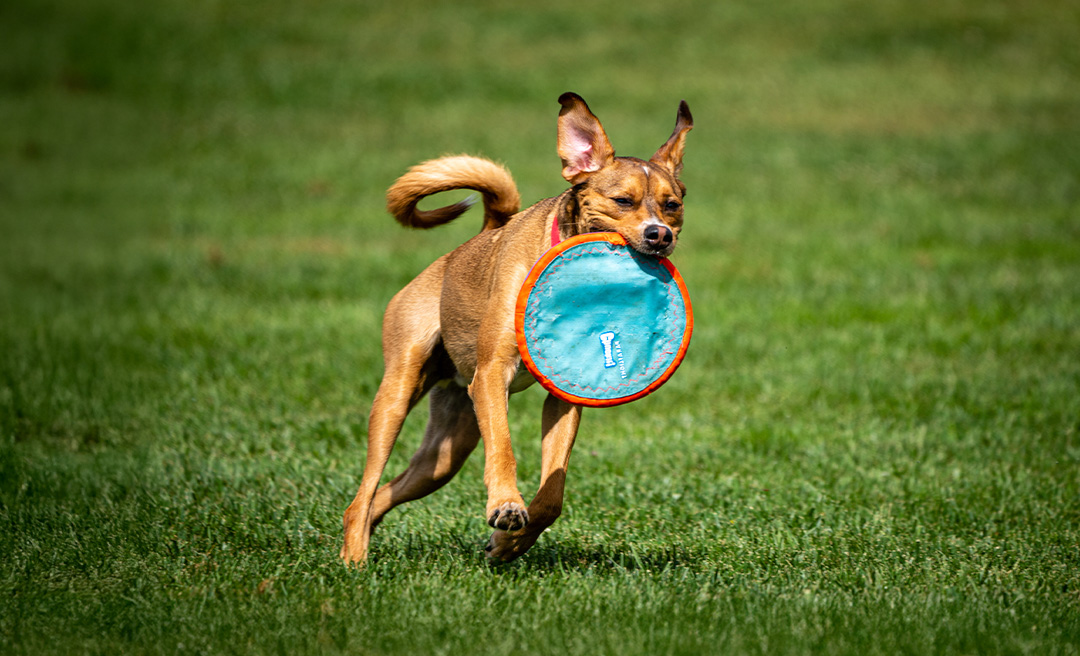 a dog running with a frisbee in its mouth