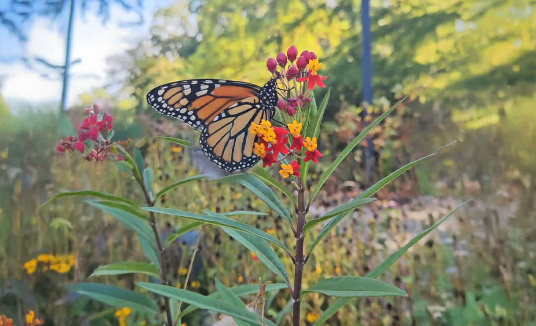 a butterfly on a flower