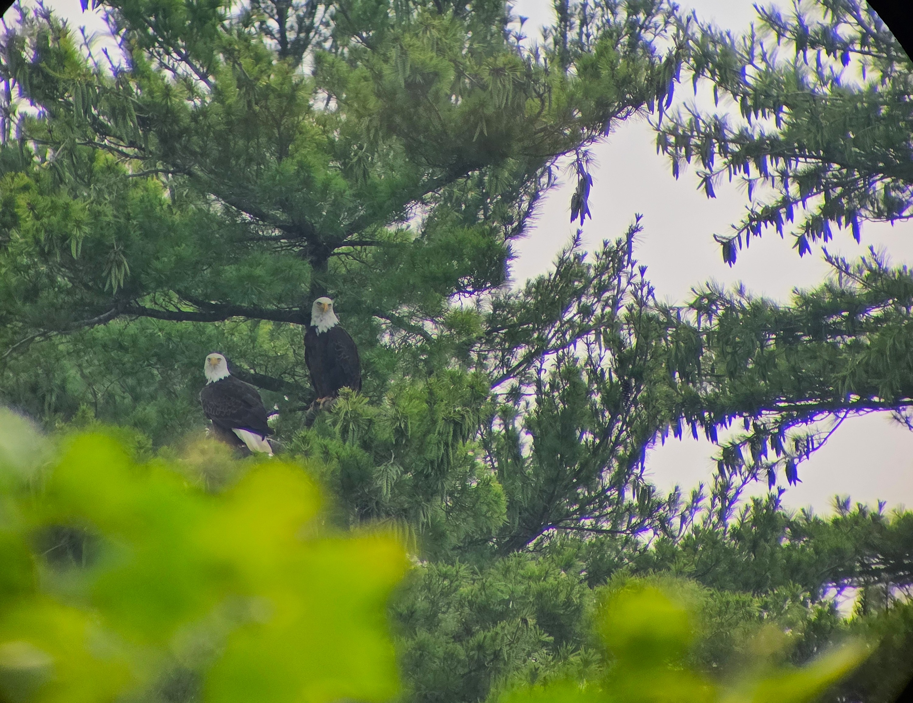 two bald eagles sitting in a tree