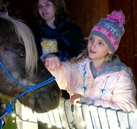 a girl looking at a horse