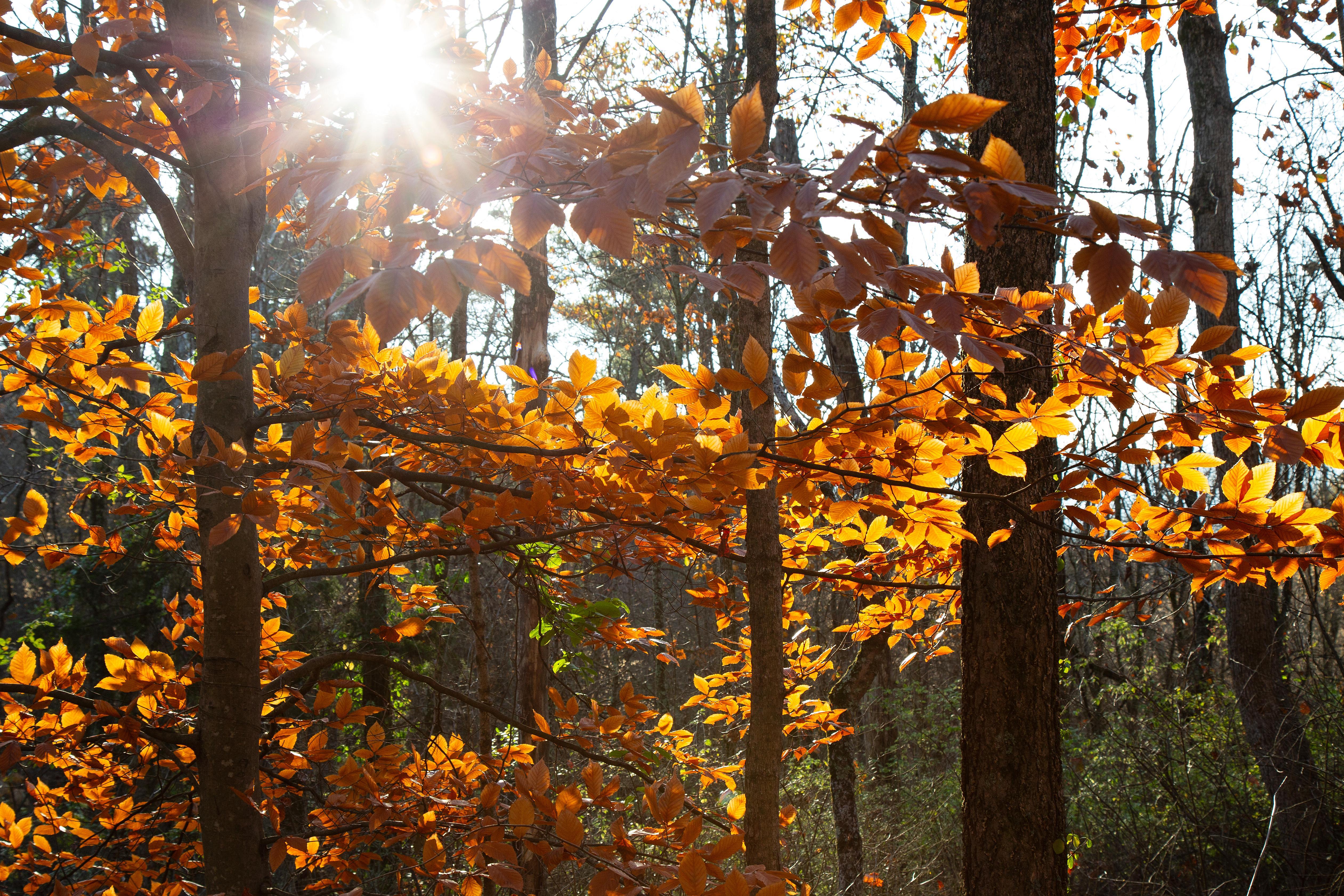 second growth forest