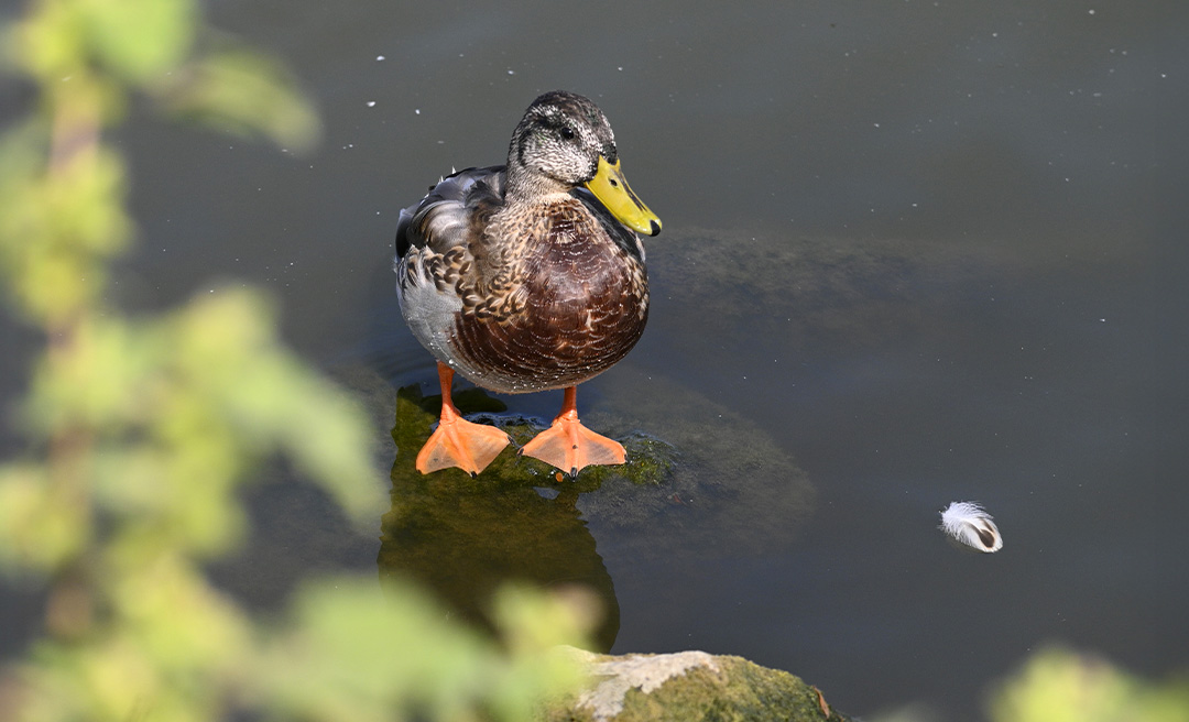 a duck standing on a rock in water
