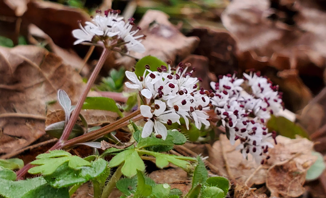 a close up of white flowers
