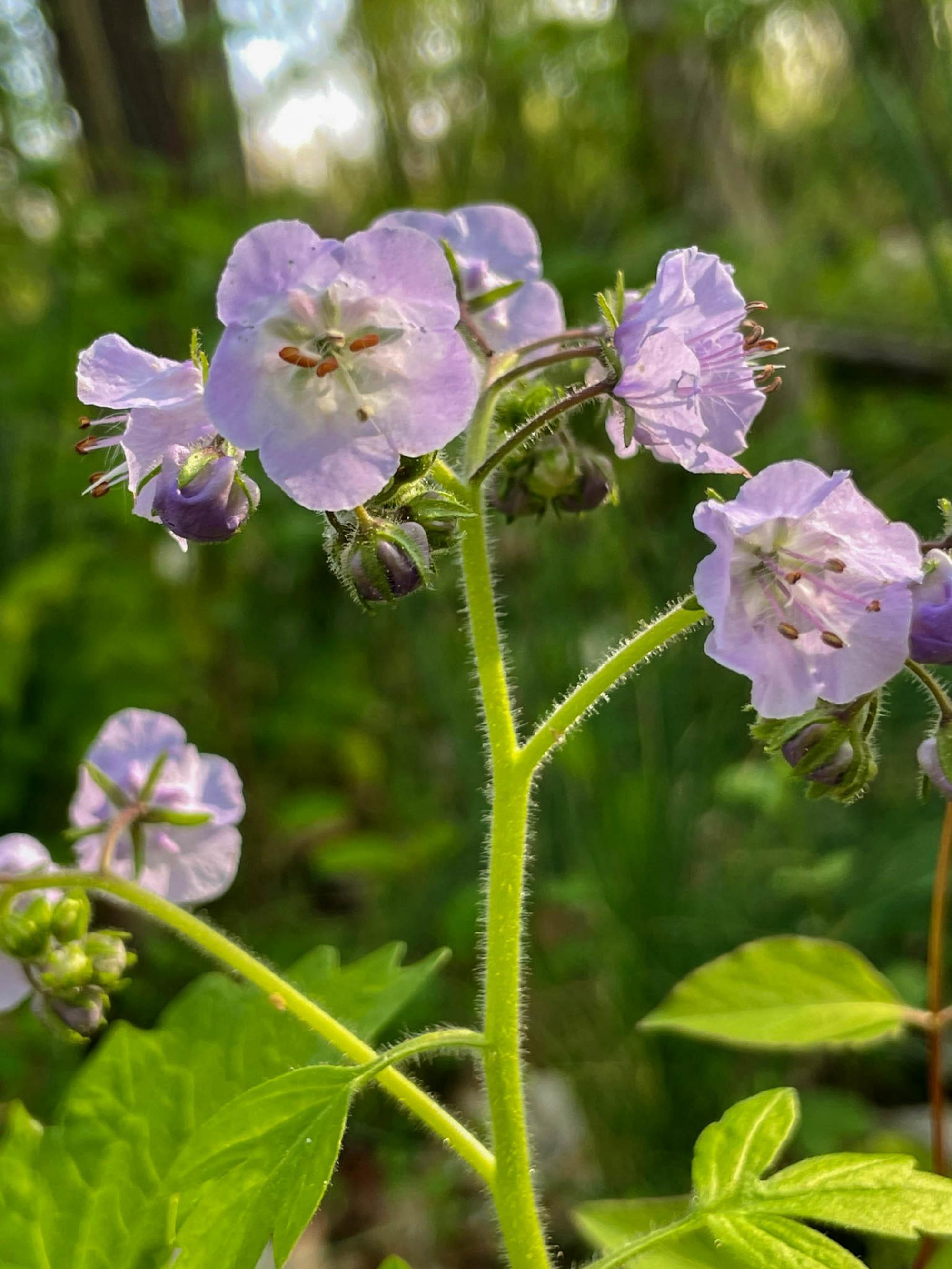 a close up of a flower