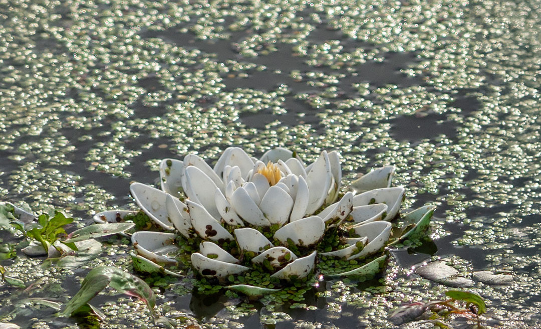 a white flower in the water