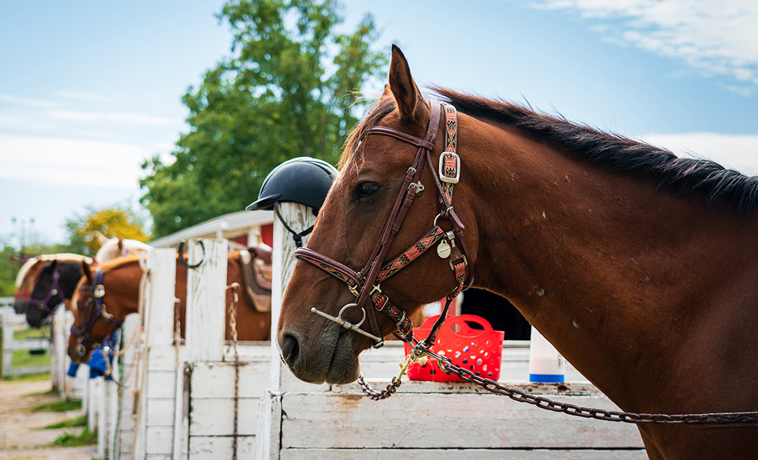 a horse with a helmet on its head