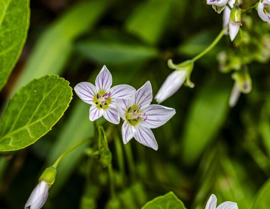Wildflower acanthaceae found at Withrow Nature Preserve. The flower is white with purpose stripes, has 5 pedles and is surrounded by green leaves