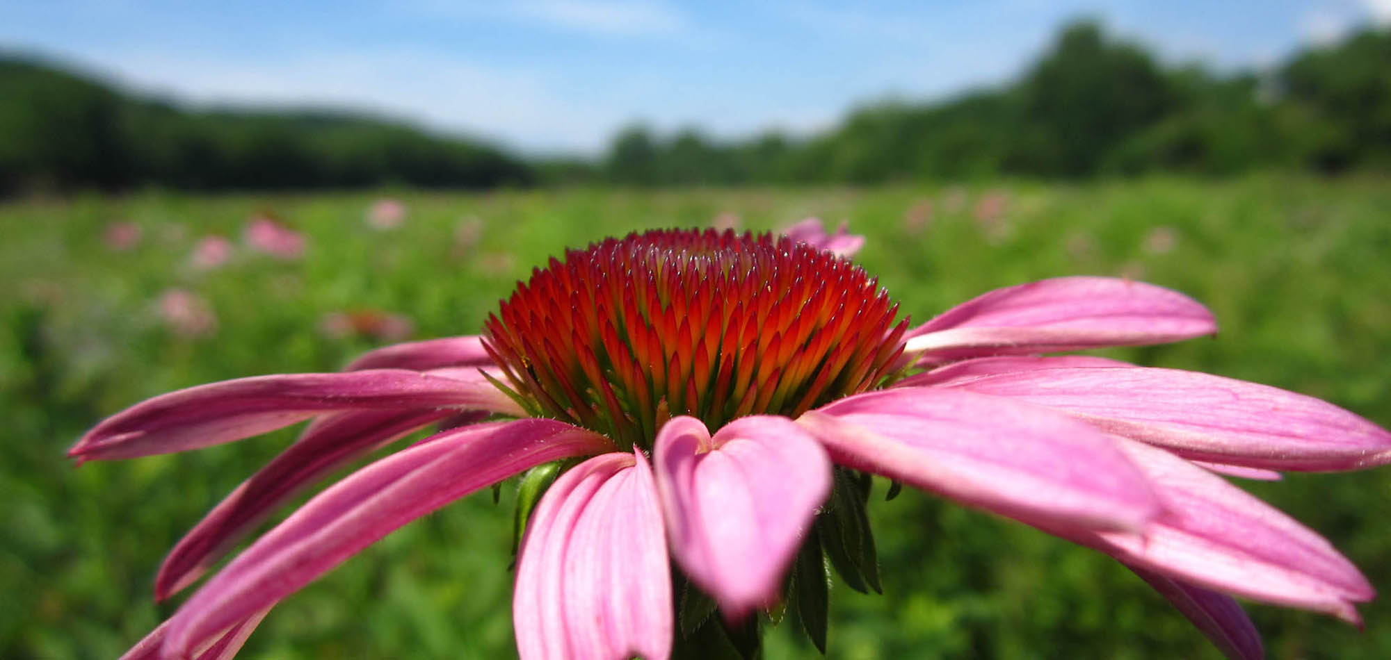 Echinecea flower growing at Shaker Trace Seed Nursery
