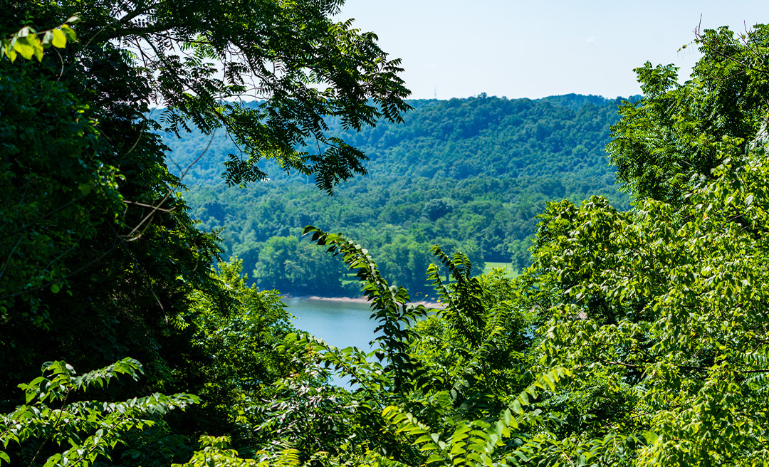 a view of a river and trees