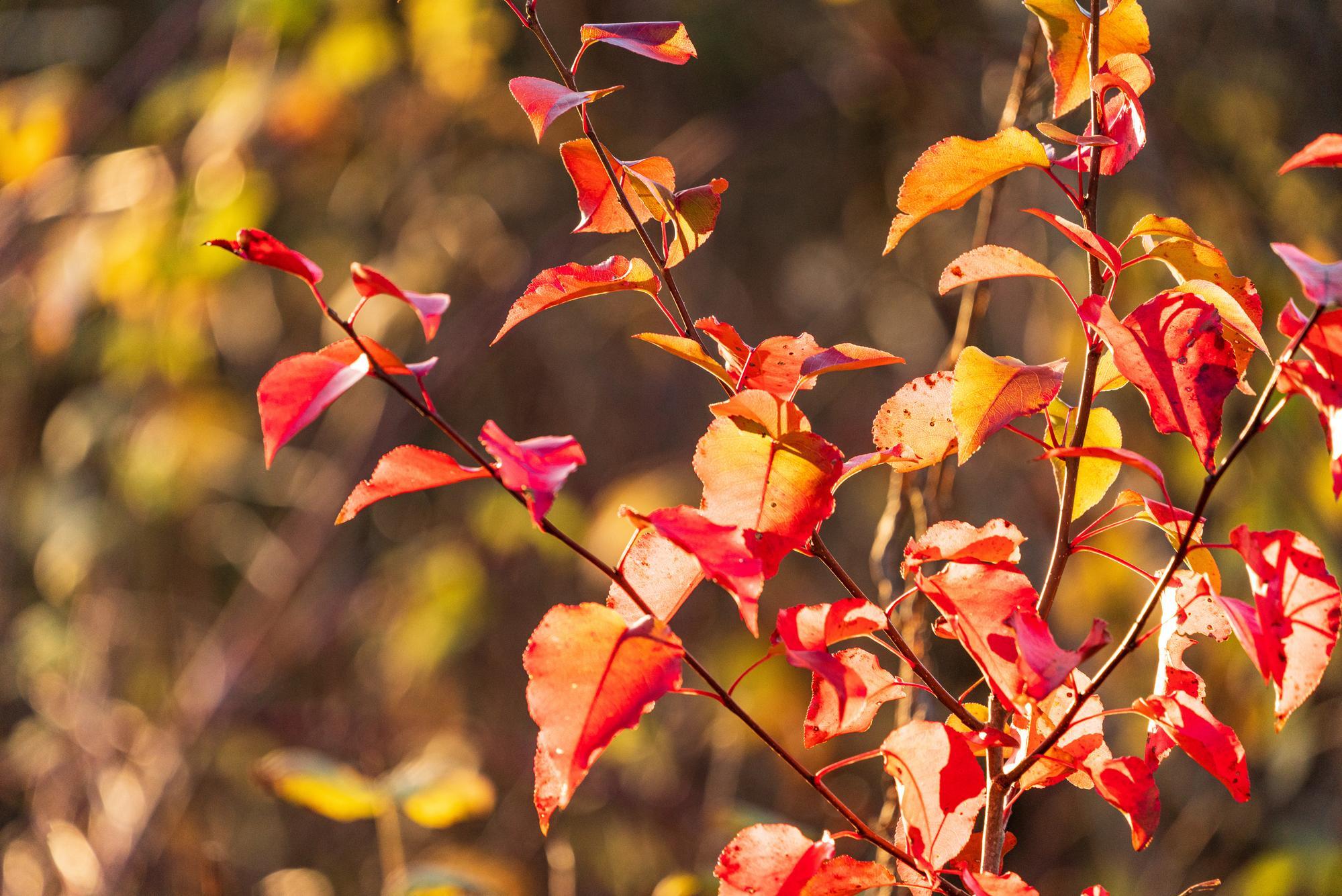 fall leaves