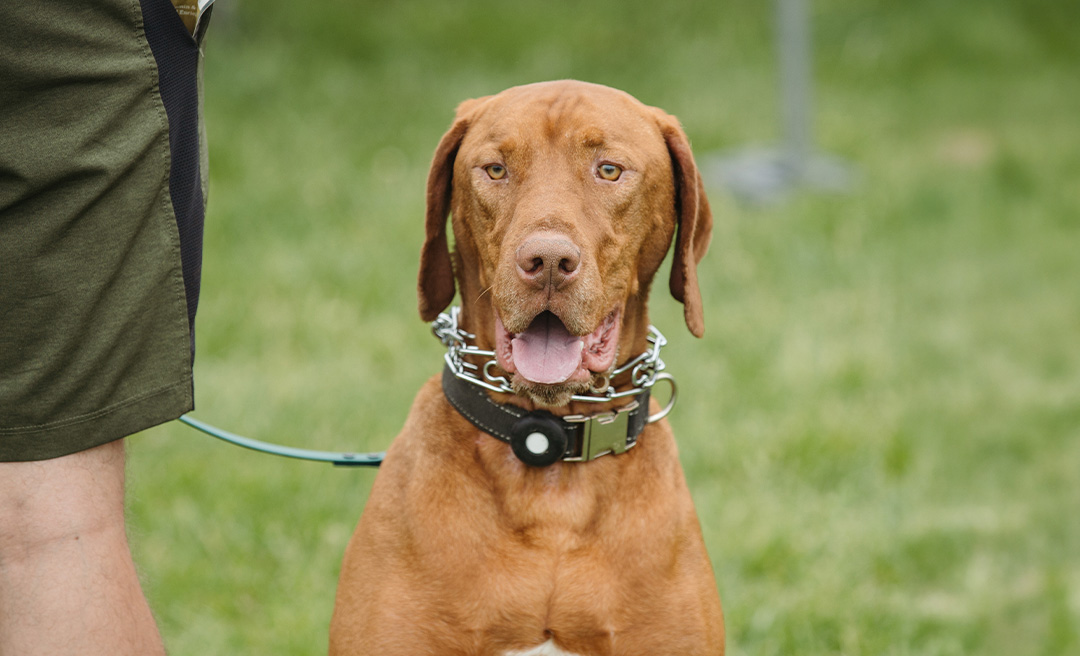 a dog with a collar