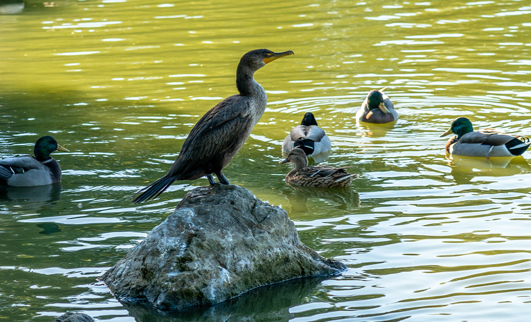 a group of ducks on a rock in water