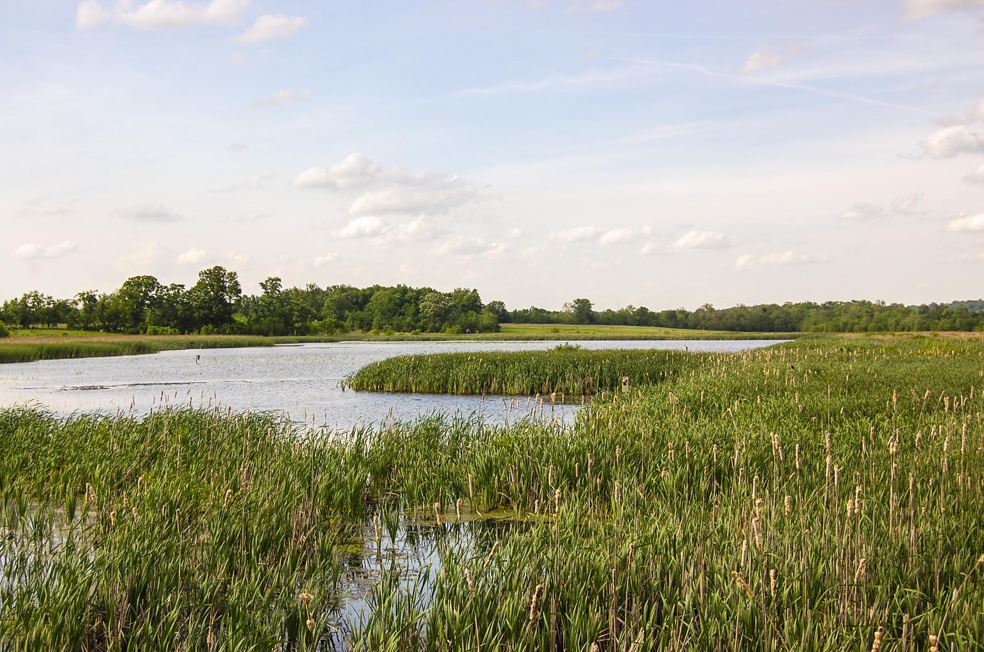 a water with grass and trees