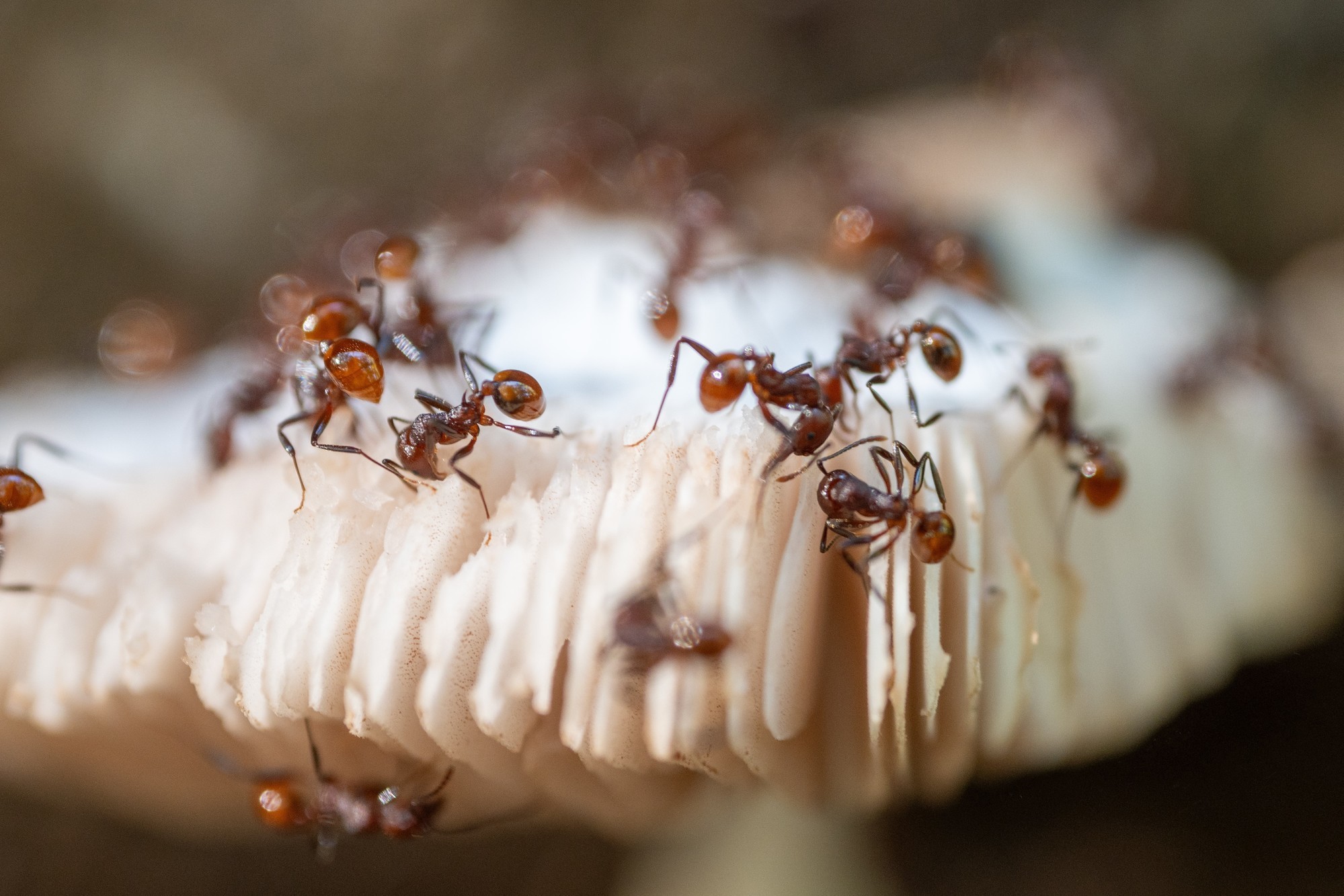 a group of ants on a mushroom