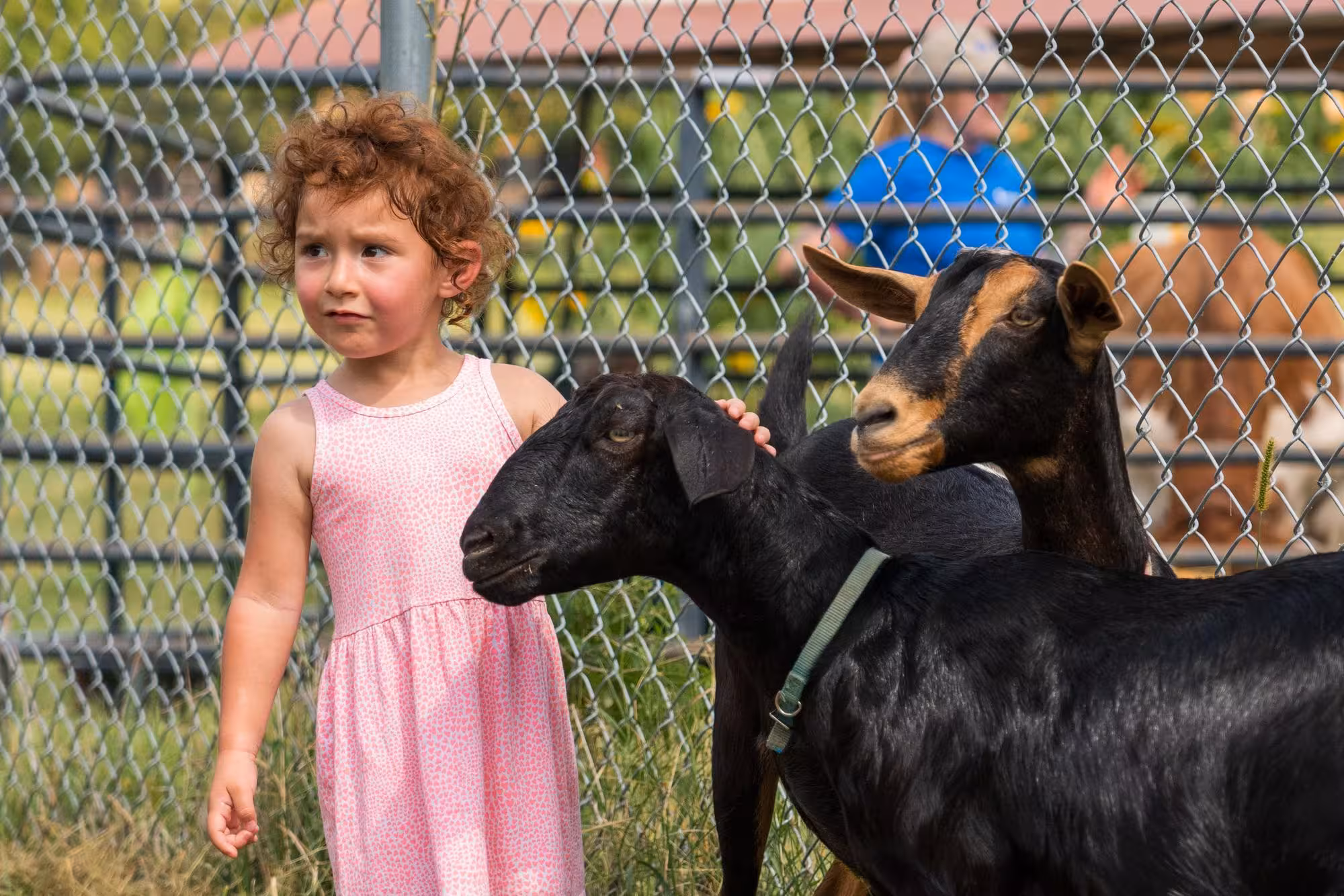 Child petting a goat at the contact yard