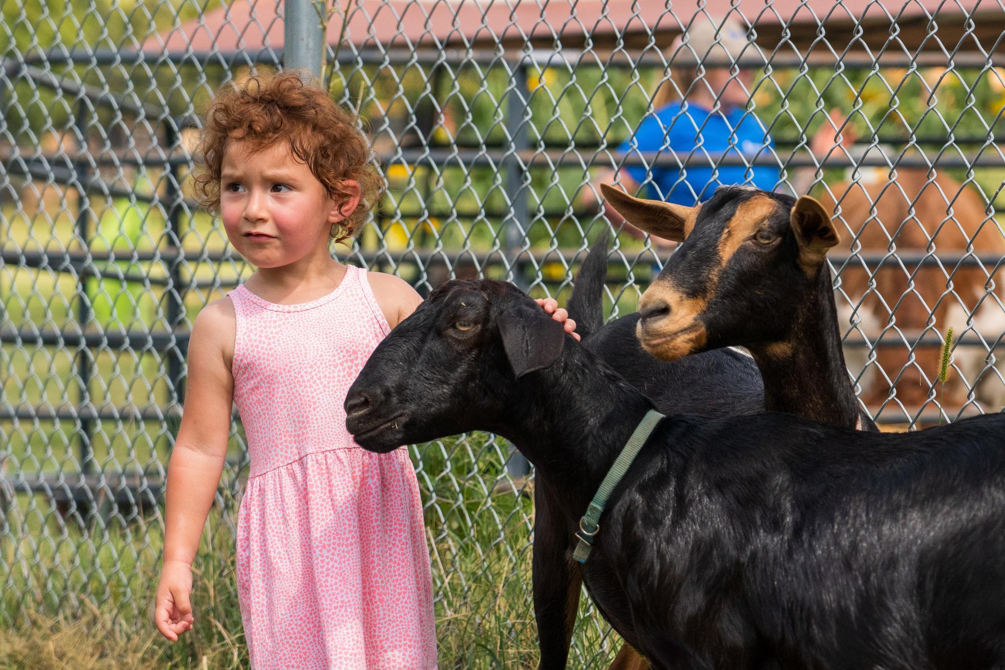 Child petting a goat at the contact yard