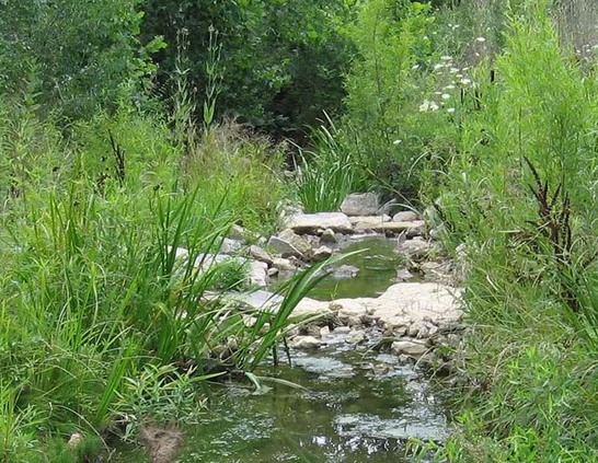 a stream with rocks and grass