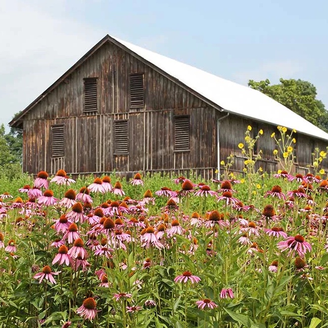 Shaker Trace Nursery barn and wild flowers