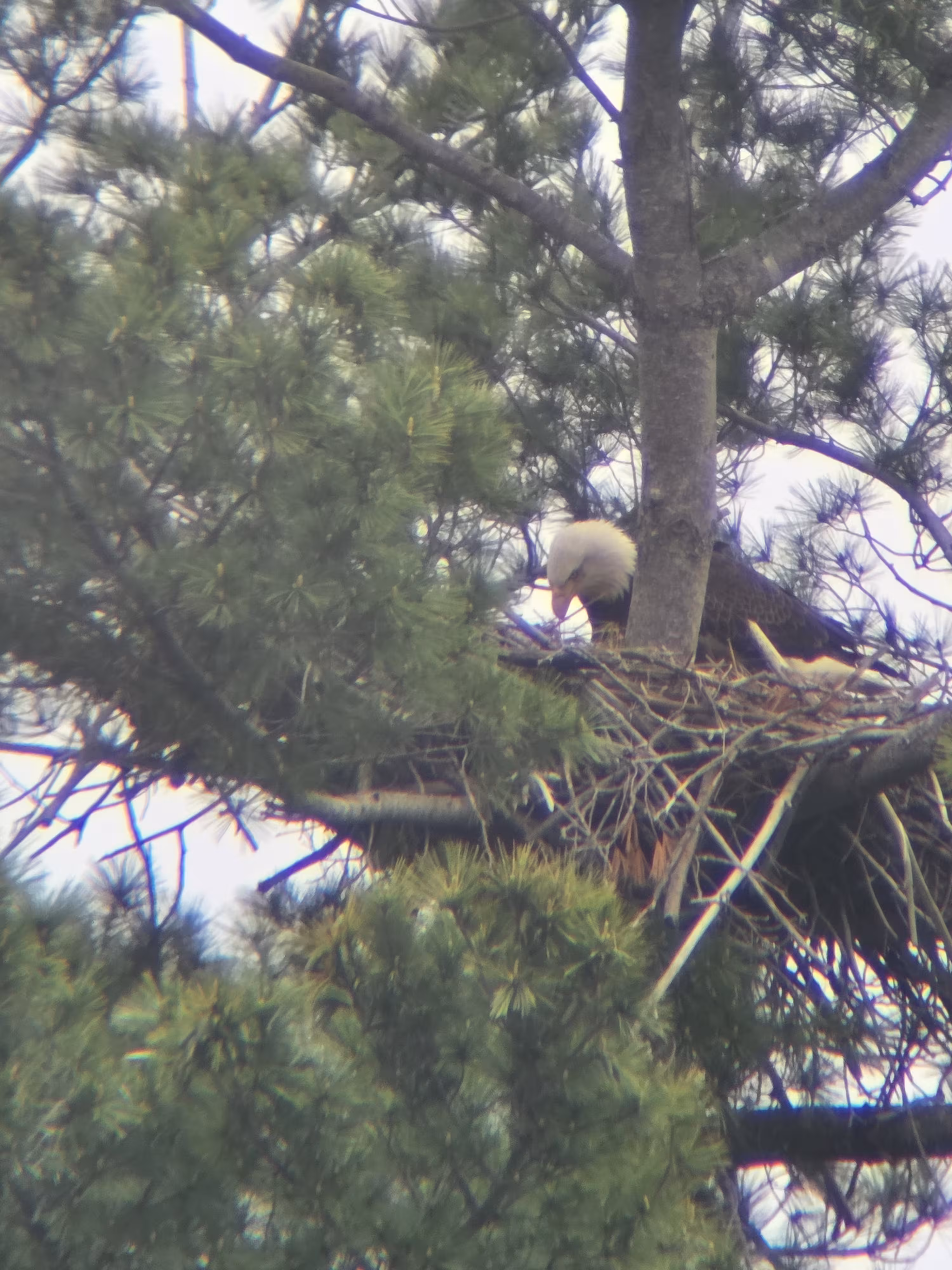 a bird in a nest