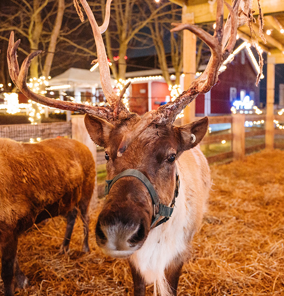 Reindeer at Holidays on the Farm