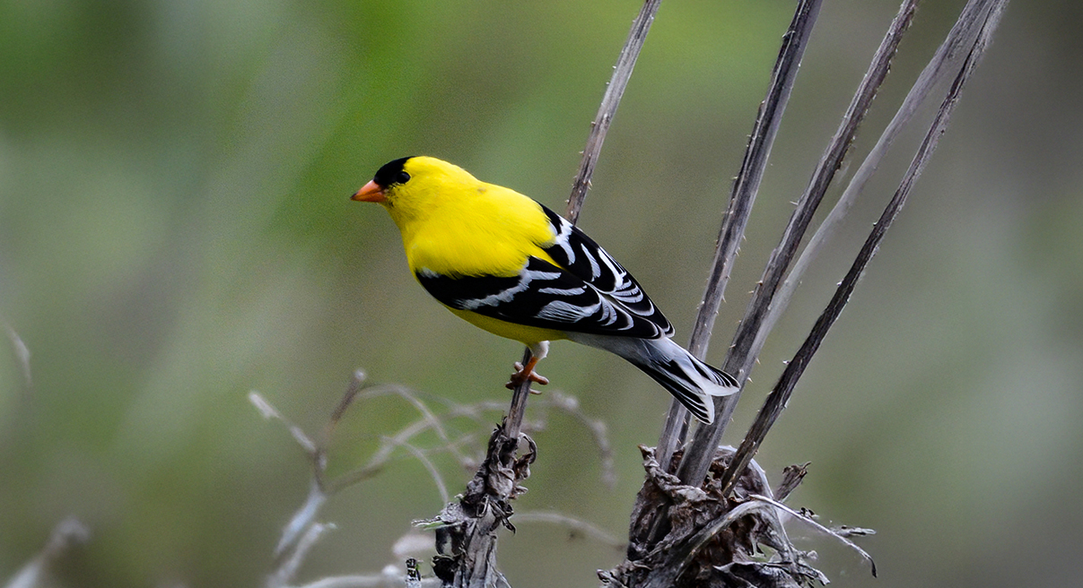 Glenwood Gardens Wetland loop trail