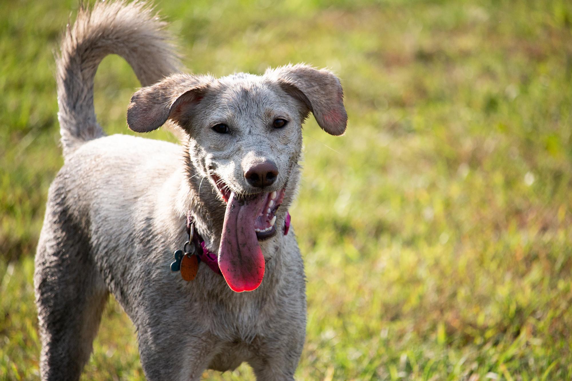 a dog with its tongue out