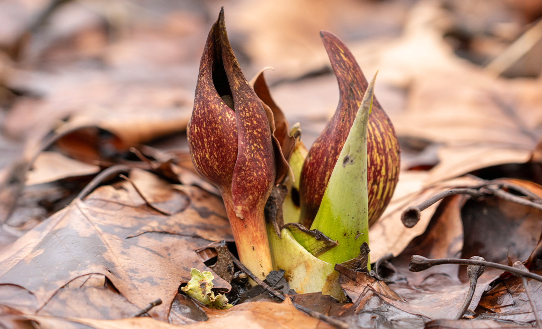a close up of a plant
