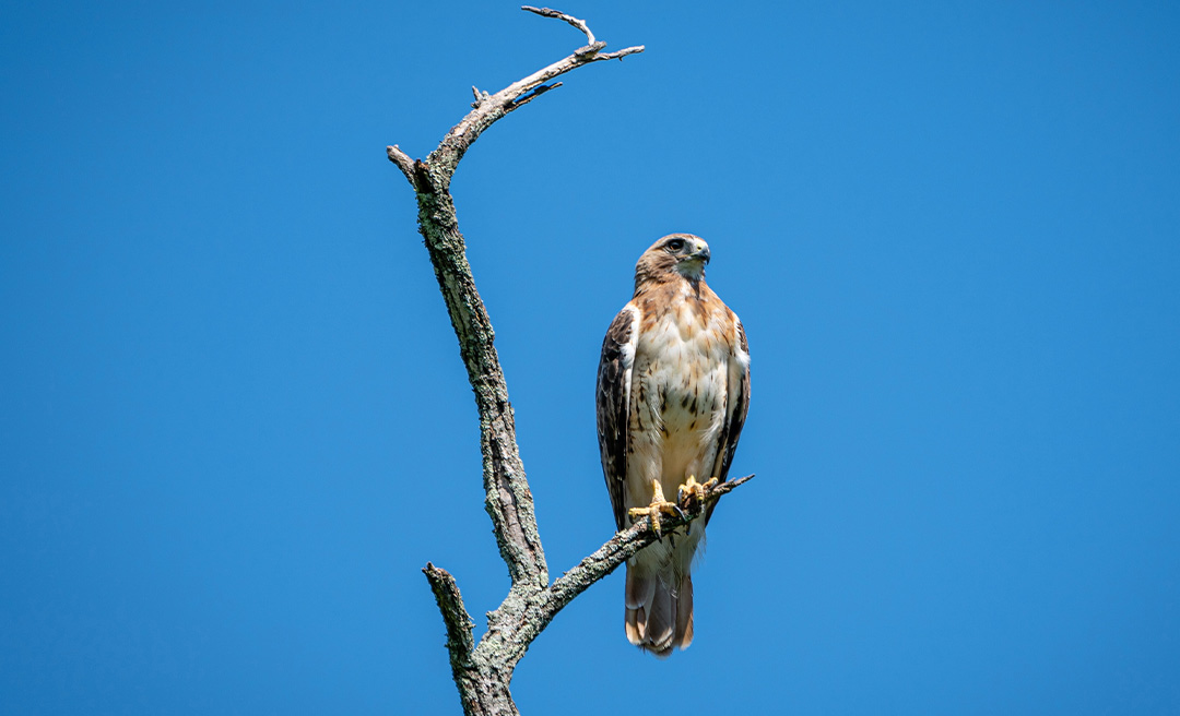 a bird perched on a branch
