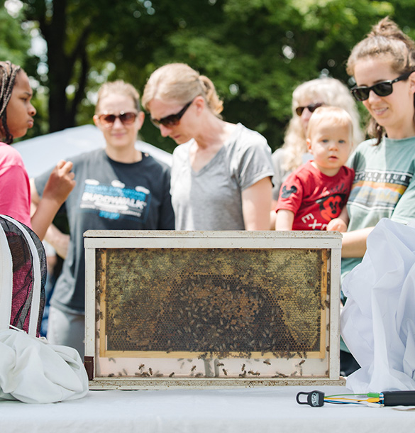 Guests at pollinator festival looking at a bee hive