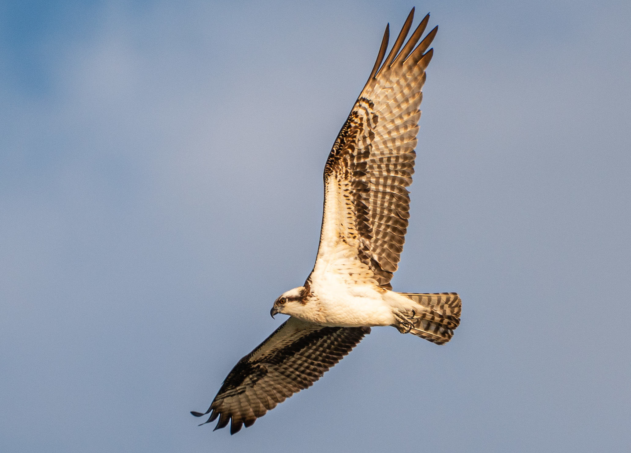a bird flying in the sky