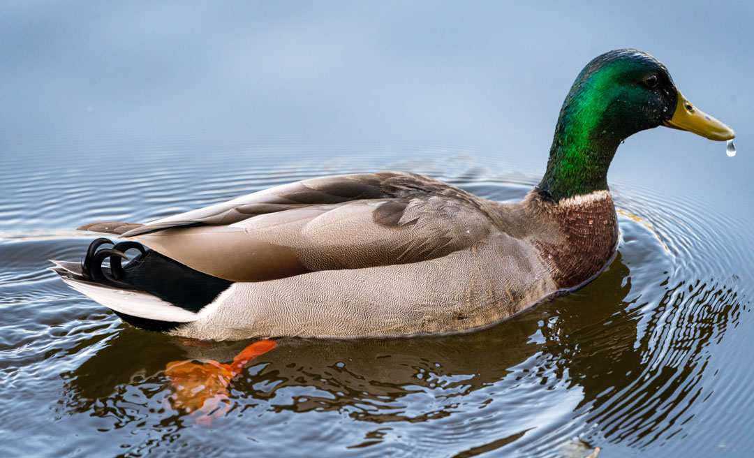 a duck swimming in water