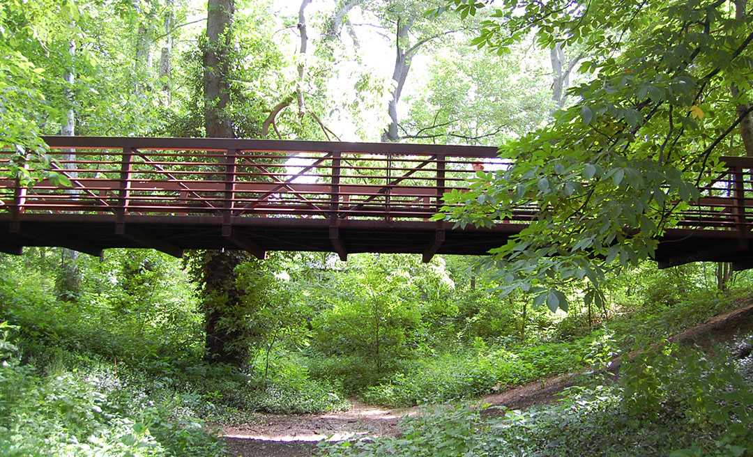a bridge over a forest