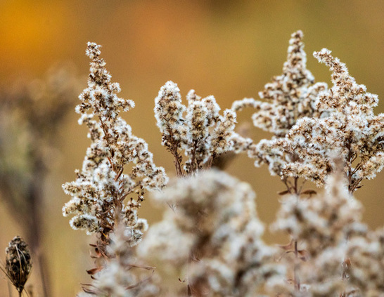 a close up of some flowers