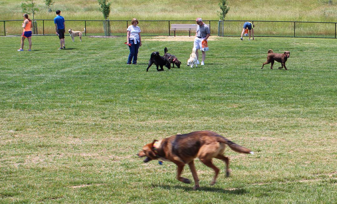 a group of dogs playing in a park