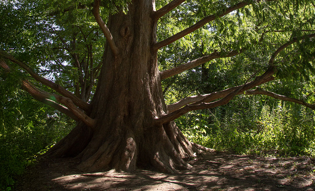 a large tree with many branches