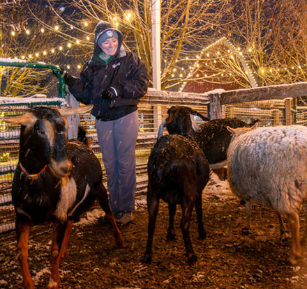 a person standing next to a group of goats