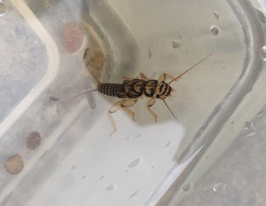 a bug in a plastic container