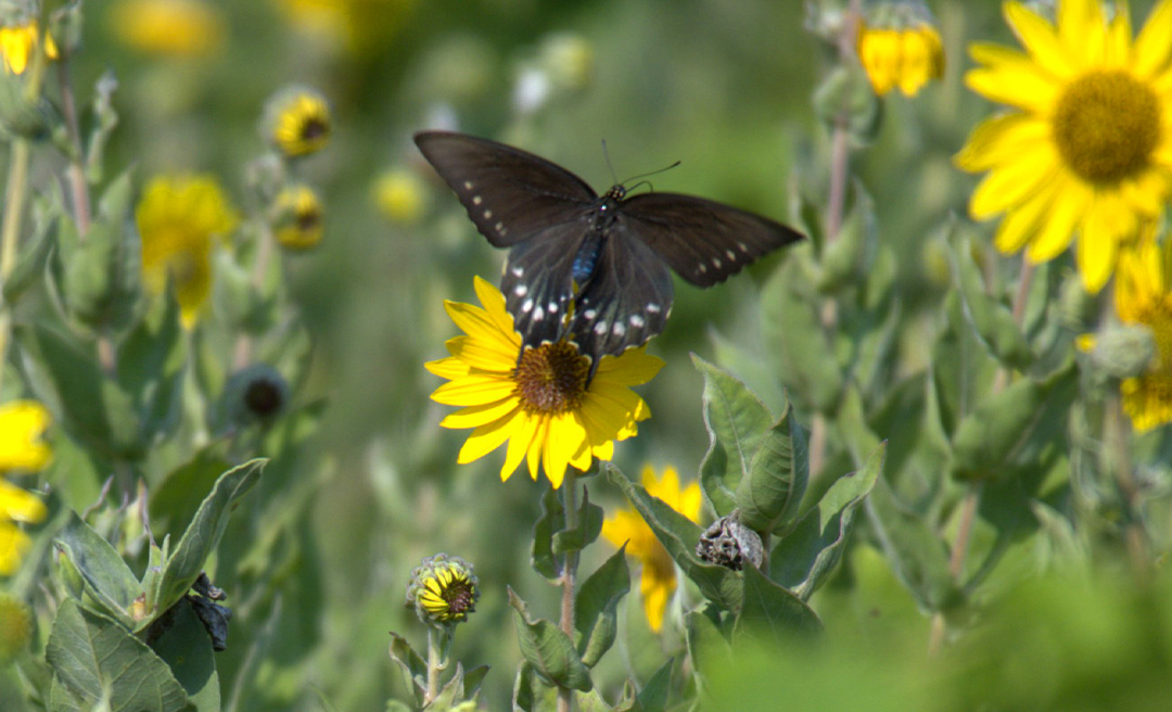 a butterfly on a flower