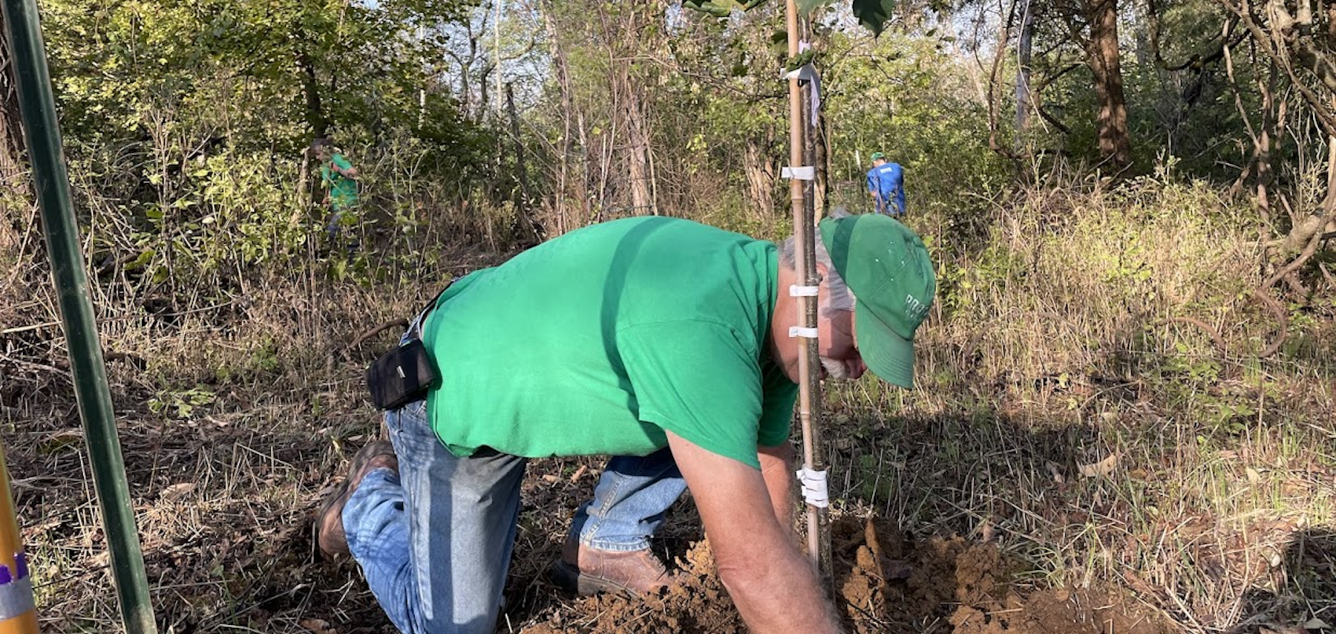 Adult volunteer at Great Parks planting a tree