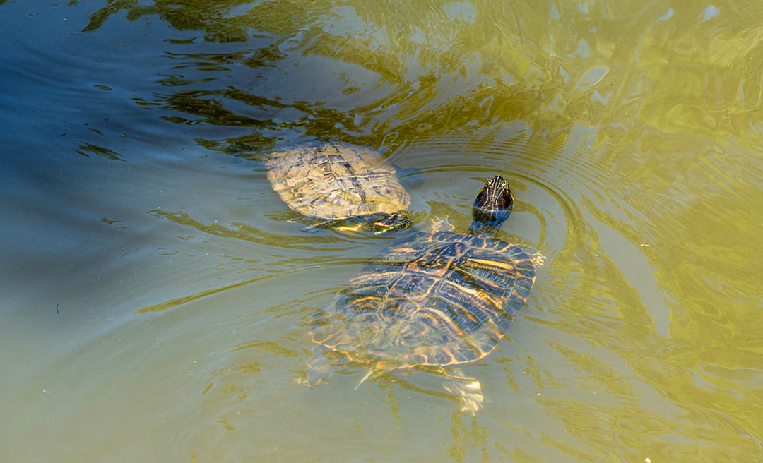 a turtle swimming in the water