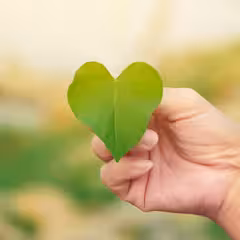 a hand holding a leaf