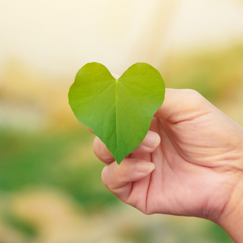 a hand holding a leaf